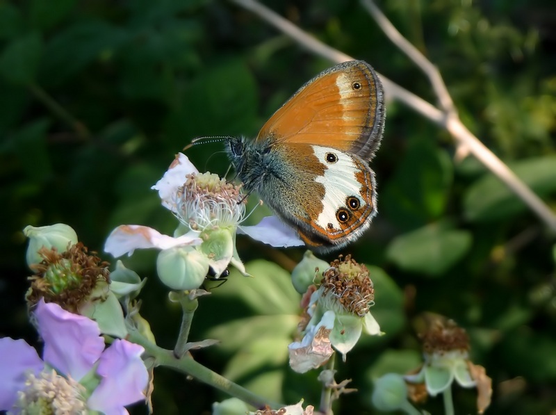 Coenonympha arcania ?